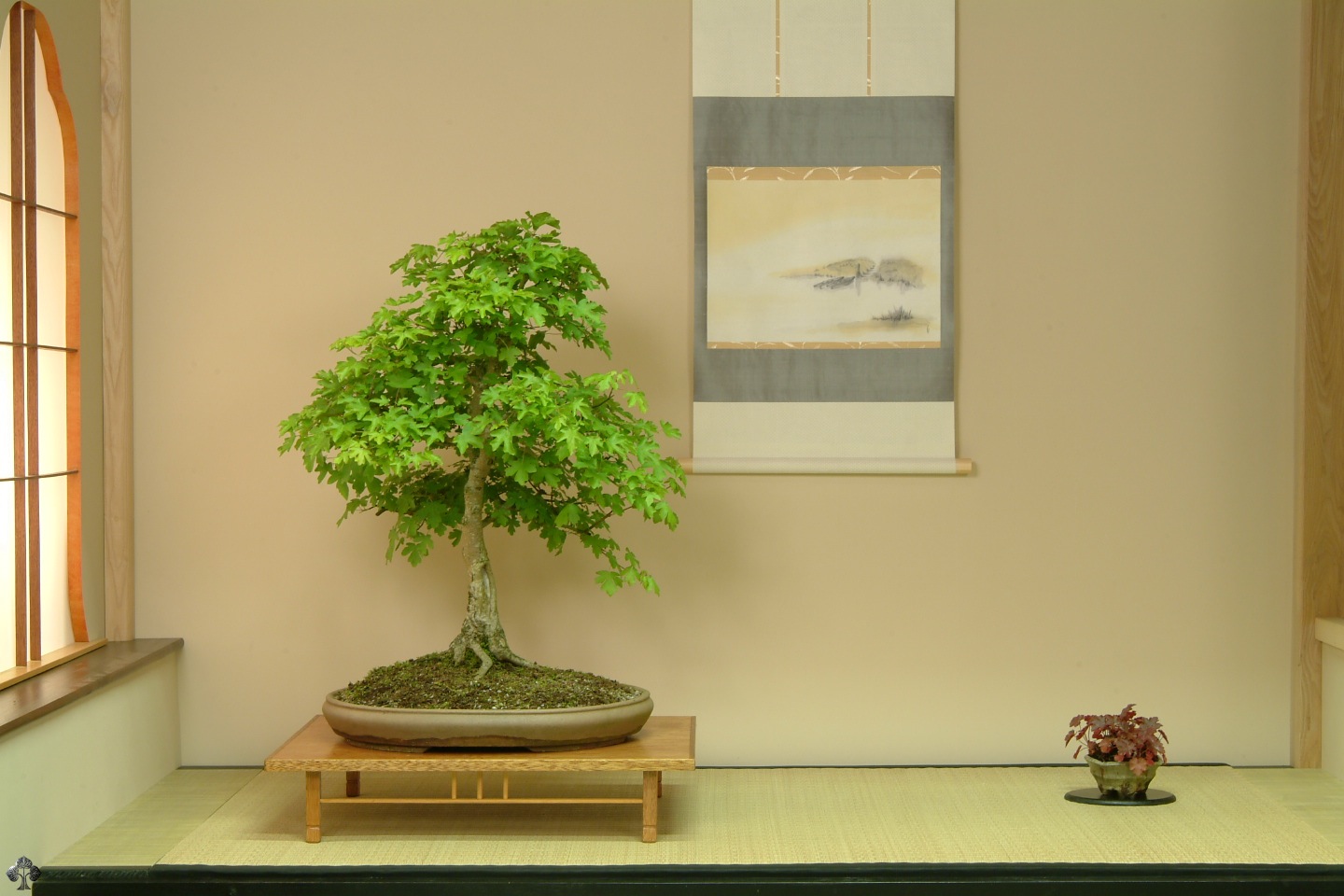 Papéis de parede - Bonsai Empire