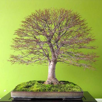 Zelkova Bonsai (Alain Wachter)