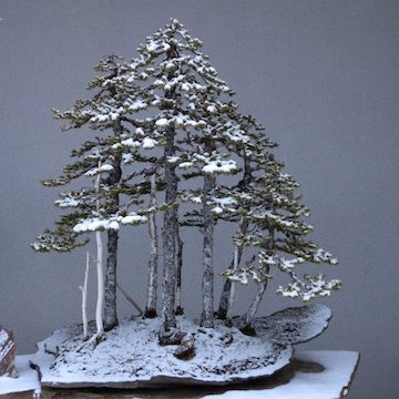 Bonsai Forest (Luis Vallejo)