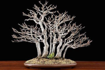 Bonsai Forest (Luis Vallejo)