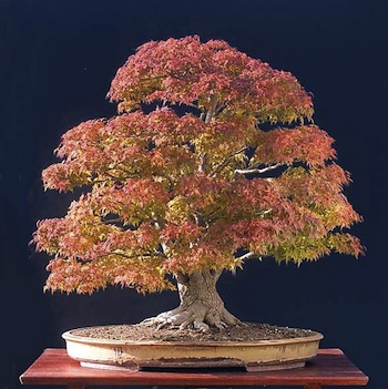 Bonsai in fall