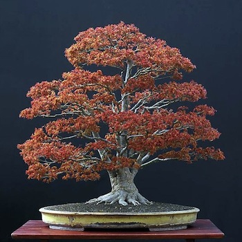 Bonsai in spring