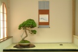 Bonsai wallpaper